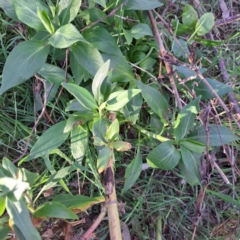 Centranthus ruber at Majura, ACT - 24 Sep 2023