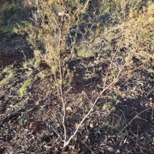 Acacia ulicifolia at Majura, ACT - 24 Sep 2023