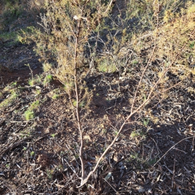 Acacia ulicifolia (Prickly Moses) at Majura, ACT - 24 Sep 2023 by abread111