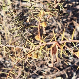 Acacia ulicifolia at Majura, ACT - 24 Sep 2023