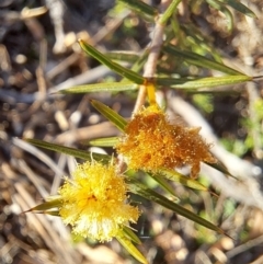 Acacia ulicifolia at Majura, ACT - 24 Sep 2023