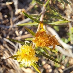 Acacia ulicifolia at Majura, ACT - 24 Sep 2023