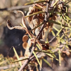 Acacia ulicifolia at Majura, ACT - 24 Sep 2023