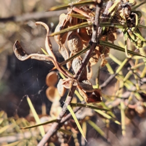 Acacia ulicifolia at Majura, ACT - 24 Sep 2023