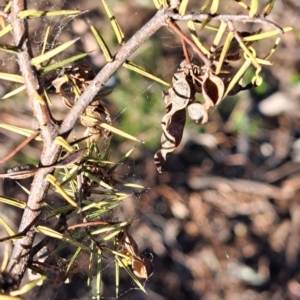 Acacia ulicifolia at Majura, ACT - 24 Sep 2023