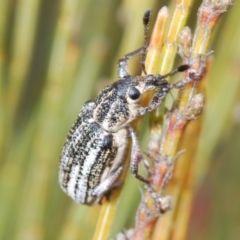 Unidentified Weevil (Curculionoidea) at Bombala, NSW - 27 Sep 2023 by Harrisi