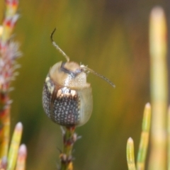 Paropsisterna sp. (genus) (A leaf beetle) at Endeavour Reserve (Bombala) - 27 Sep 2023 by Harrisi