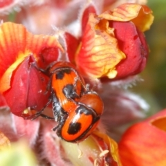 Ditropidus sp. (genus) (Leaf beetle) at Bombala, NSW - 27 Sep 2023 by Harrisi