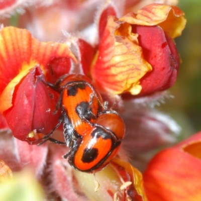 Ditropidus sp. (genus) (Leaf beetle) at Endeavour Reserve (Bombala) - 27 Sep 2023 by Harrisi