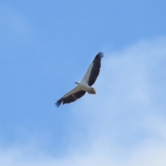 Icthyophaga leucogaster (White-bellied Sea-Eagle) at Ormiston, QLD - 24 Sep 2023 by TimL