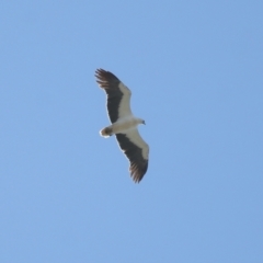 Icthyophaga leucogaster (White-bellied Sea-Eagle) at Cleveland, QLD - 24 Sep 2023 by TimL