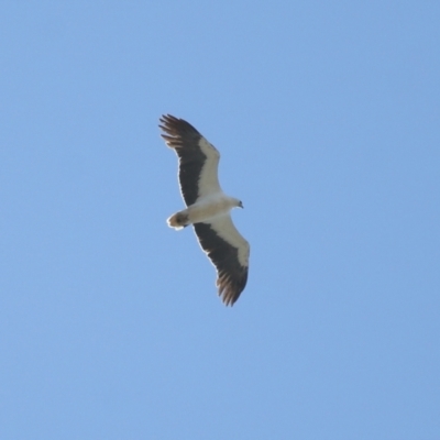 Icthyophaga leucogaster (White-bellied Sea-Eagle) at Cleveland, QLD - 24 Sep 2023 by TimL