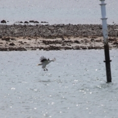 Icthyophaga leucogaster (White-bellied Sea-Eagle) at Cleveland, QLD - 24 Sep 2023 by TimL
