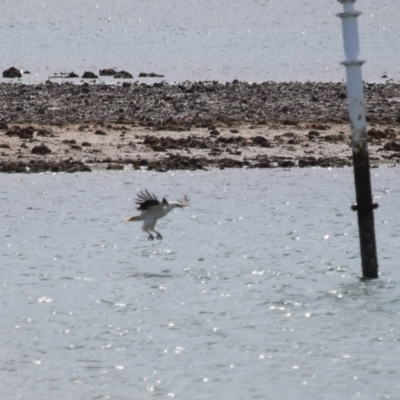 Icthyophaga leucogaster (White-bellied Sea-Eagle) at Cleveland, QLD - 24 Sep 2023 by TimL