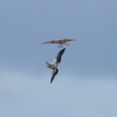Icthyophaga leucogaster at Ormiston, QLD - 24 Sep 2023 10:32 AM
