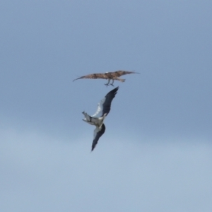 Icthyophaga leucogaster at Ormiston, QLD - 24 Sep 2023 10:32 AM