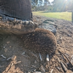 Tachyglossus aculeatus (Short-beaked Echidna) at Stromlo, ACT - 22 Sep 2023 by jtneill