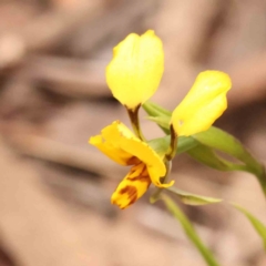 Diuris nigromontana (Black Mountain Leopard Orchid) at O'Connor, ACT - 28 Sep 2023 by ConBoekel