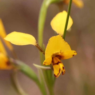 Diuris nigromontana (Black Mountain Leopard Orchid) at O'Connor, ACT - 28 Sep 2023 by ConBoekel