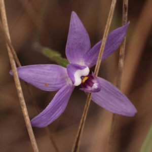 Glossodia major at O'Connor, ACT - suppressed