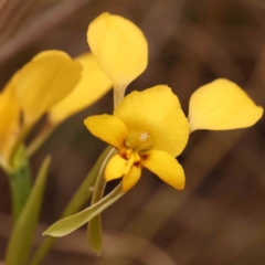 Diuris nigromontana (Black Mountain Leopard Orchid) at Acton, ACT - 28 Sep 2023 by ConBoekel