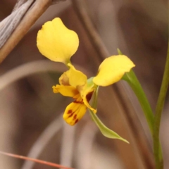 Diuris nigromontana (Black Mountain Leopard Orchid) at Acton, ACT - 27 Sep 2023 by ConBoekel