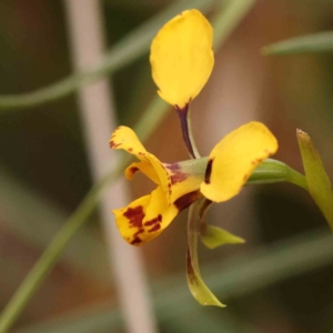 Diuris nigromontana at Acton, ACT - 28 Sep 2023