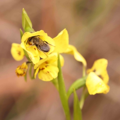 Lasioglossum (Chilalictus) lanarium (Halictid bee) at Acton, ACT - 27 Sep 2023 by ConBoekel