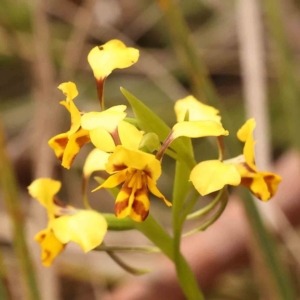 Diuris nigromontana at Acton, ACT - suppressed