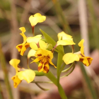 Diuris nigromontana (Black Mountain Leopard Orchid) at Acton, ACT - 28 Sep 2023 by ConBoekel