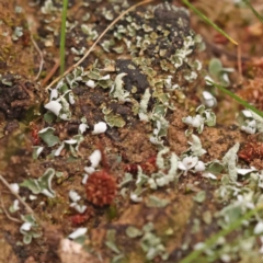 Unidentified Moss, Liverwort or Hornwort at Caladenia Forest, O'Connor - 27 Sep 2023 by ConBoekel