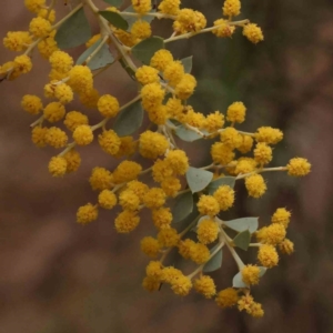 Acacia cultriformis at O'Connor, ACT - 28 Sep 2023