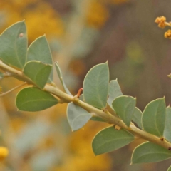 Acacia cultriformis at O'Connor, ACT - 28 Sep 2023