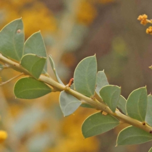 Acacia cultriformis at O'Connor, ACT - 28 Sep 2023