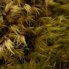 Unidentified Moss, Liverwort or Hornwort at O'Connor, ACT - 28 Sep 2023 by ConBoekel