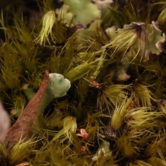 Campylopus (A moss) at Caladenia Forest, O'Connor - 28 Sep 2023 by ConBoekel