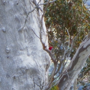 Platycercus elegans at Royalla, NSW - 27 Sep 2023