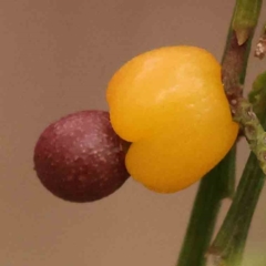 Exocarpos cupressiformis (Cherry Ballart) at Caladenia Forest, O'Connor - 27 Sep 2023 by ConBoekel