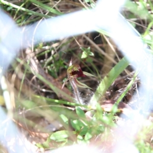 Caladenia actensis at suppressed - suppressed