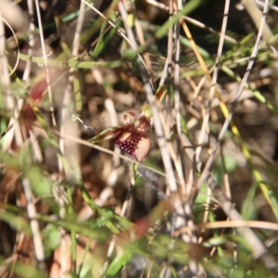 Caladenia actensis (Canberra Spider Orchid) at Majura, ACT - 24 Sep 2023 by petersan