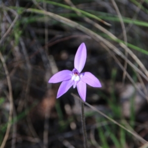 Glossodia major at Majura, ACT - suppressed