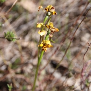 Diuris pardina at Majura, ACT - suppressed