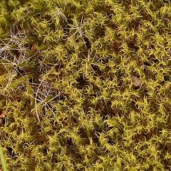 Campylopus introflexus at Caladenia Forest, O'Connor - 28 Sep 2023 by ConBoekel