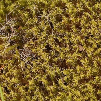 Campylopus introflexus at Caladenia Forest, O'Connor - 27 Sep 2023 by ConBoekel