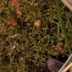 Cladia sp. (genus) at O'Connor, ACT - 28 Sep 2023 08:20 AM