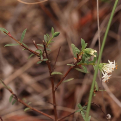 Pimelea linifolia subsp. linifolia (Queen of the Bush, Slender Rice-flower) at Caladenia Forest, O'Connor - 27 Sep 2023 by ConBoekel