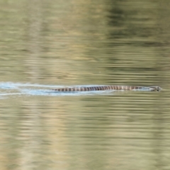 Notechis scutatus (Tiger Snake) at Paddys River, ACT - 28 Sep 2023 by DPRees125