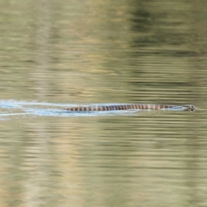 Notechis scutatus at Paddys River, ACT - 28 Sep 2023