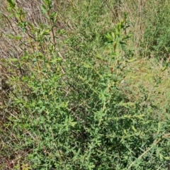 Hypericum perforatum (St John's Wort) at O'Malley, ACT - 29 Sep 2023 by Mike