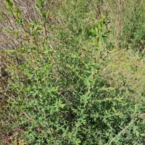 Hypericum perforatum at O'Malley, ACT - 29 Sep 2023 09:37 AM